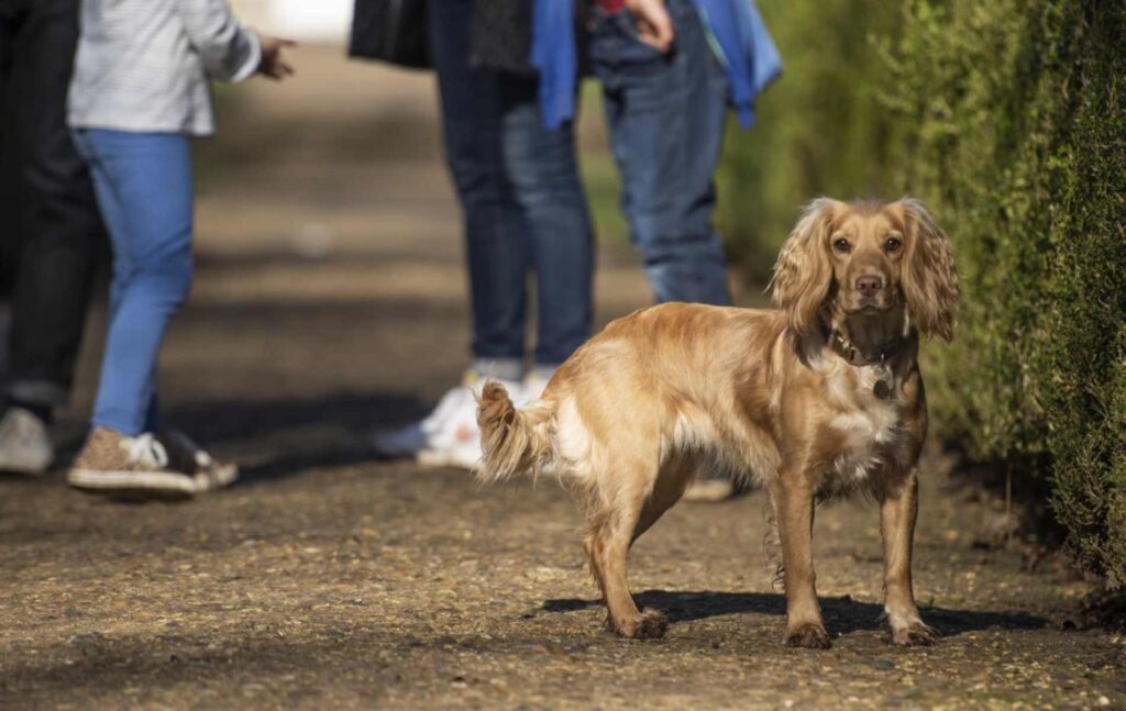 Dog friendly cafes in Chiswick