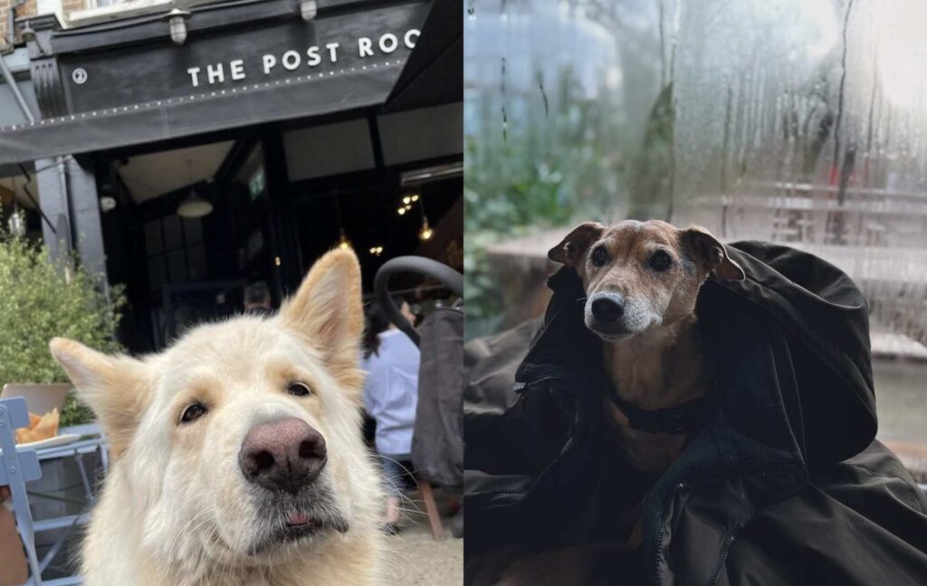 Dog-friendly cafes in Chiswick