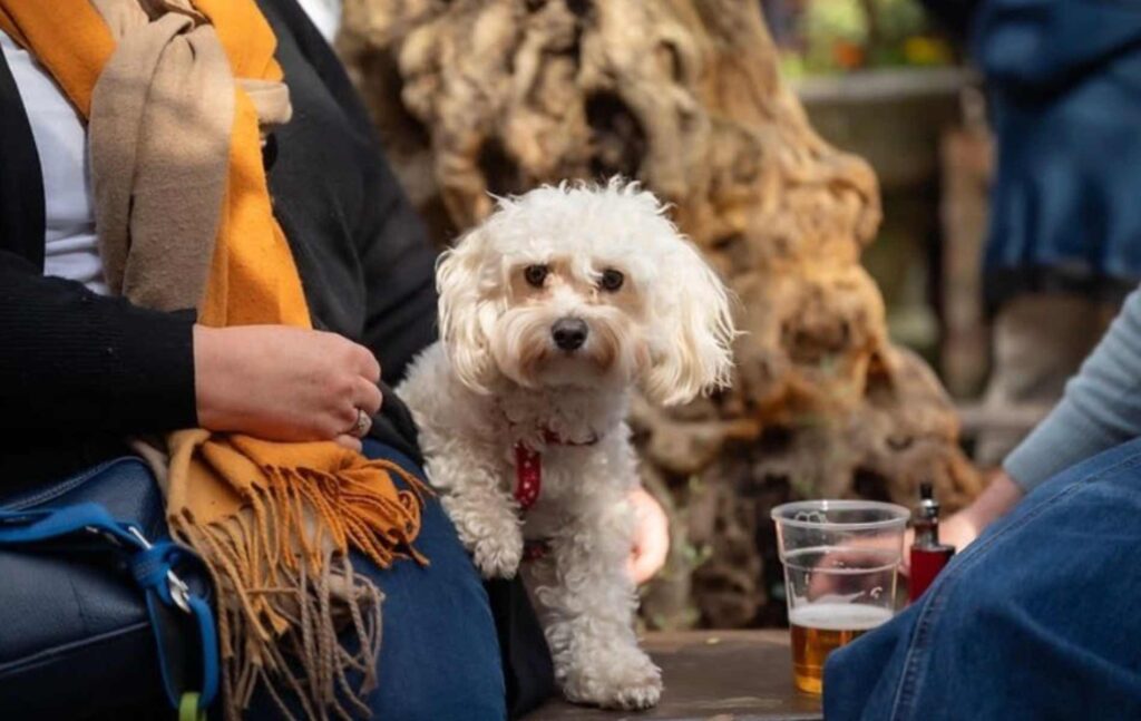 Dog friendly pubs in Hammersmith